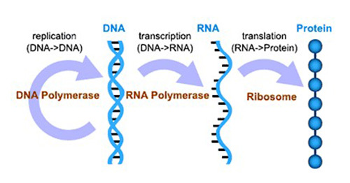 The brief diagram of genetic central dogma